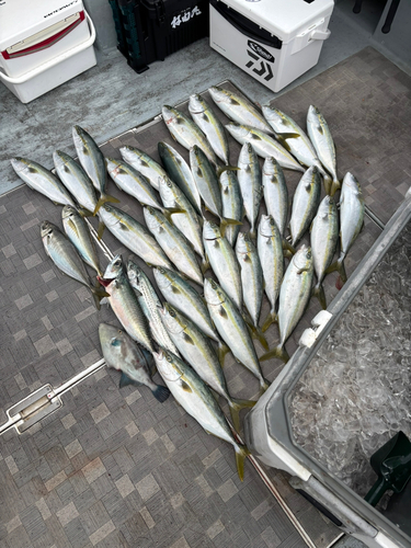 ハマチの釣果