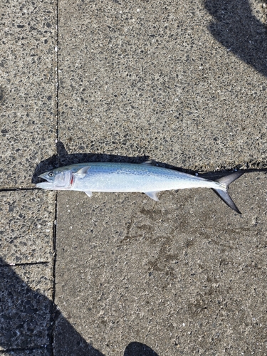 日明海峡釣り公園