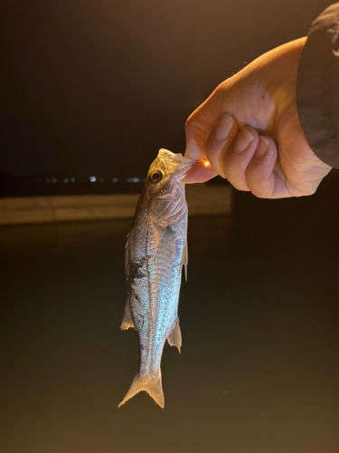 セイゴ（マルスズキ）の釣果