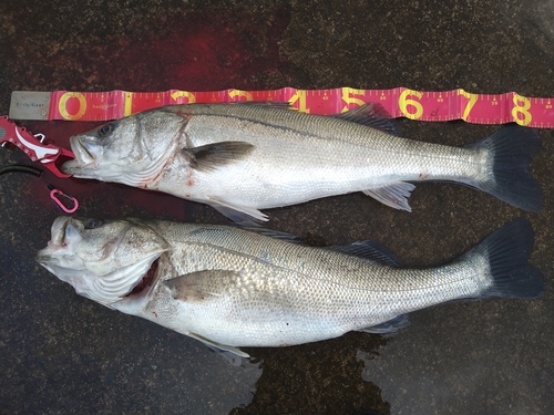 スズキの釣果