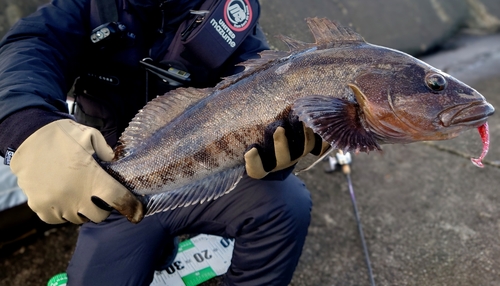 アイナメの釣果