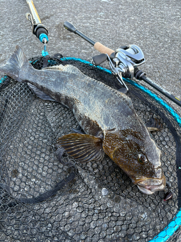 アイナメの釣果