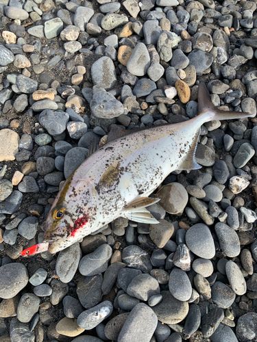 ショゴの釣果