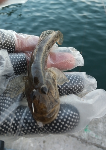 ハゼの釣果