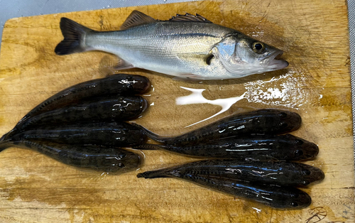 マハゼの釣果