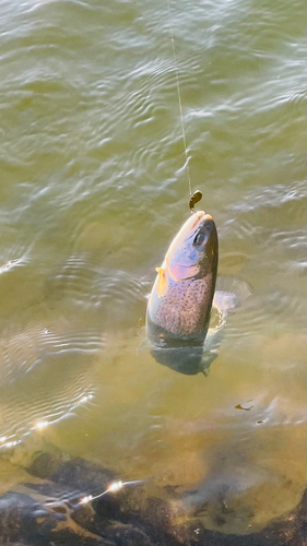 ニジマスの釣果