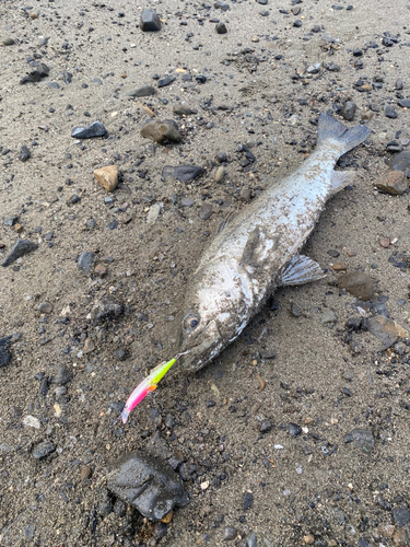 スズキの釣果