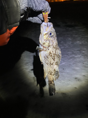 クロソイの釣果