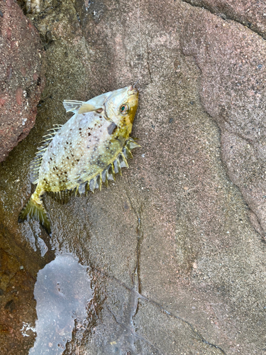 アイゴの釣果