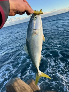 イナダの釣果