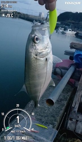 カスミアジの釣果