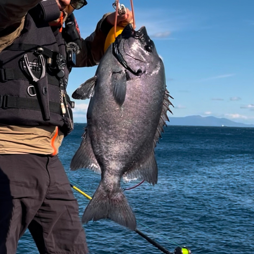 イシダイの釣果