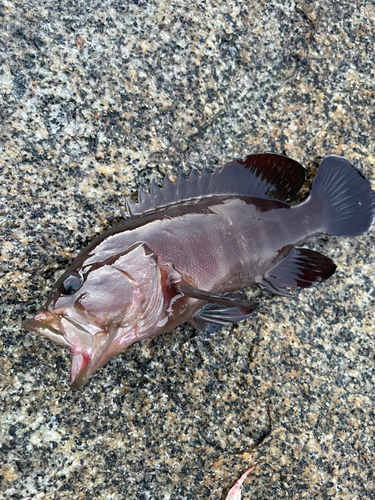 ヤミハタの釣果