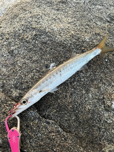 タイワンカマスの釣果