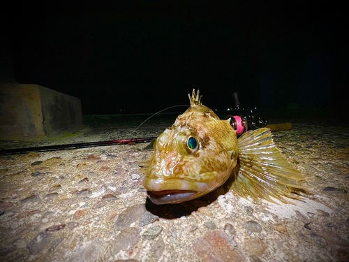 ガシラの釣果