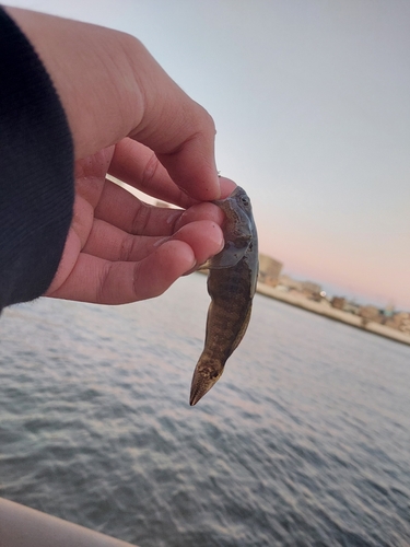 ハゼの釣果