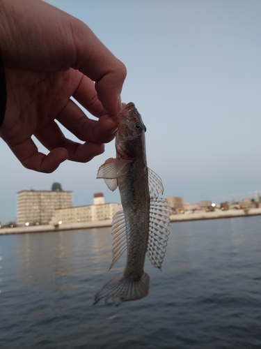 マハゼの釣果