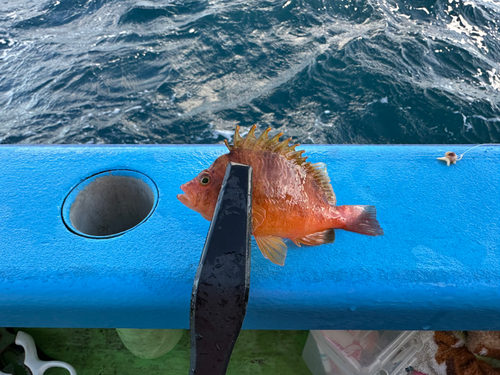 カワハギの釣果