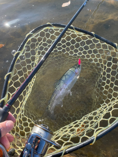 ニジマスの釣果