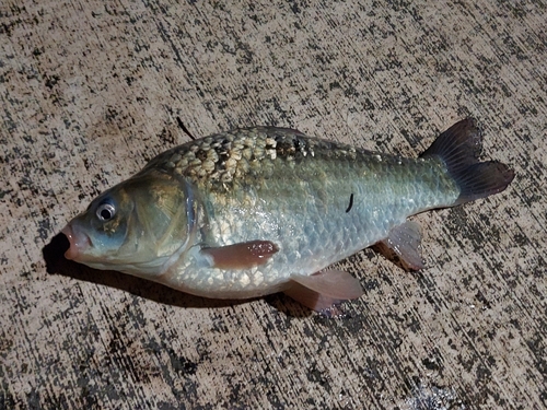 マブナの釣果