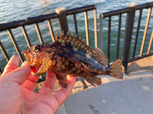 カサゴの釣果