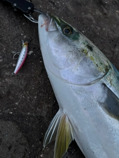 ワラサの釣果