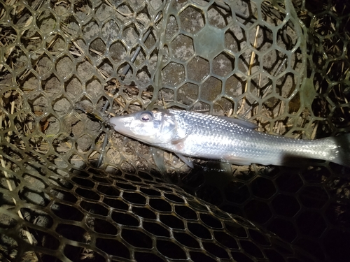 ニゴイの釣果