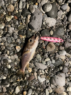 クロムツの釣果