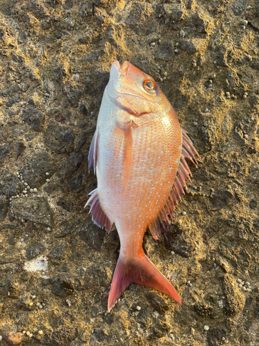 マダイの釣果