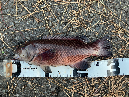 カンダイの釣果