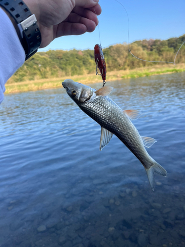 ニゴイの釣果