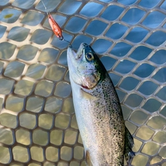 ニジマスの釣果