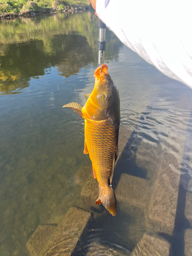 コイの釣果