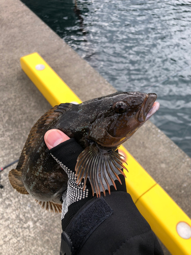 アイナメの釣果