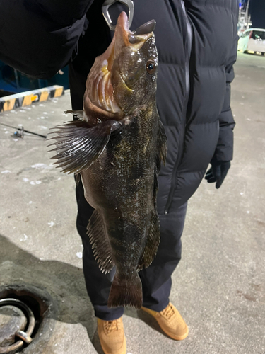 アイナメの釣果