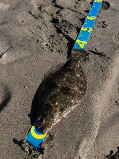 ヒラメの釣果