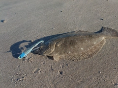 ソゲの釣果