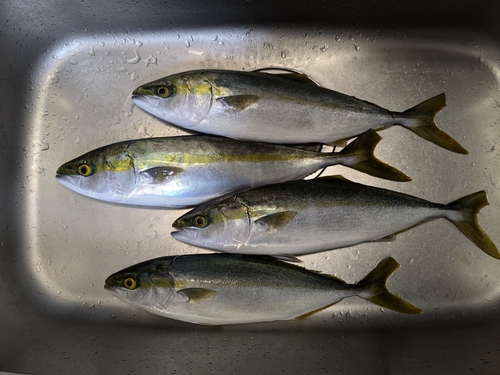 ハマチの釣果