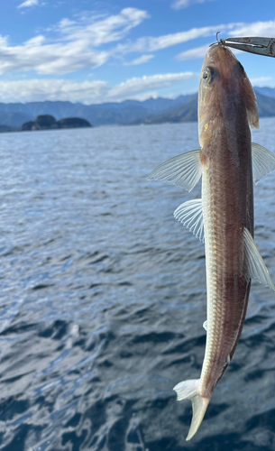 エソの釣果