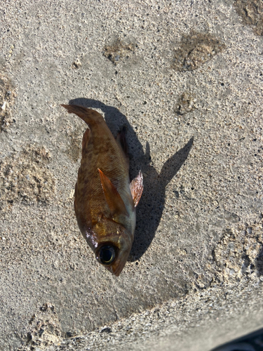 メバルの釣果