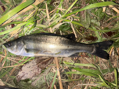 セイゴ（マルスズキ）の釣果