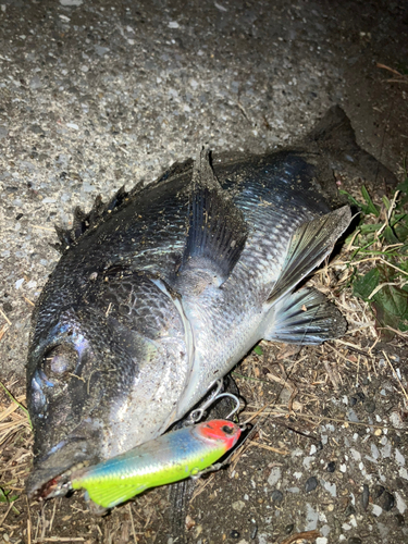 クロダイの釣果