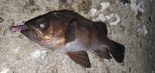 アカメバルの釣果