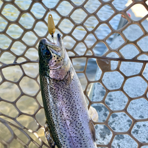 ニジマスの釣果