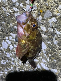 カサゴの釣果