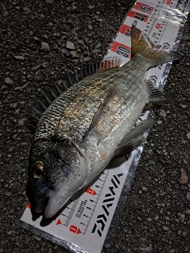 ミナミクロダイの釣果