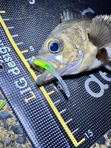 メバルの釣果