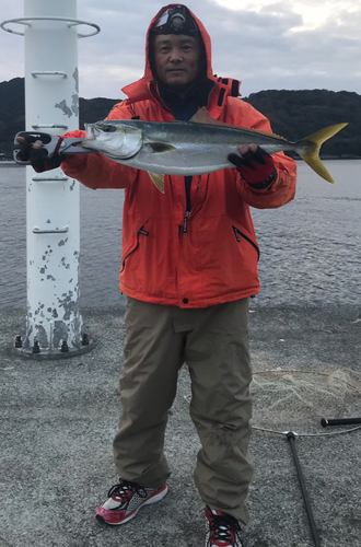 ハマチの釣果