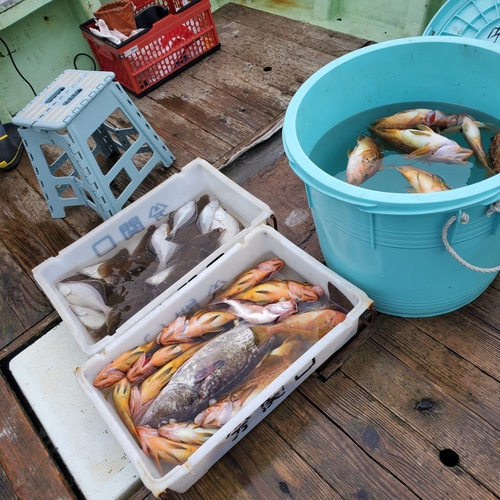 ヤナギノマイの釣果