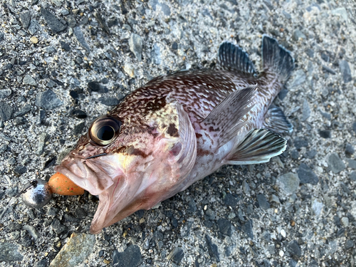 マゾイの釣果